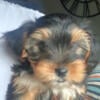 Benjamin Male Yorkie DOB 6/5/24