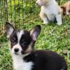 Corgi Pups