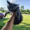 Pure breed Maine Coon kittens 🐾💞🐱❤️😸🐈‍⬛😻