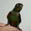 Weaned crimson -bellied conures