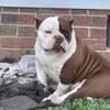 1 yr old male bully short and thick