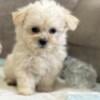 !Maltese puppies ready for loving homes