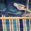 Budgies
