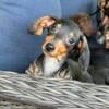 CKC Miniature Dachshunds