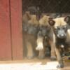 Belgian Malinois Puppies