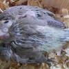Baby Cockatiel