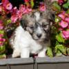 Wallace - Brown and white Havanese puppy for sale