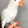 Light blue Indian Ringnecks baby 3 months