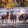 5 Soay sheep starter flock