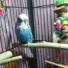 English Budgies available