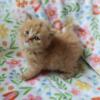 Purebred Persian Red Male Kitten