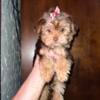 Yorkie female (chocolate)