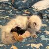 TICA Paisley and Biscuits Minuet Litter