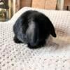 Junior Holland Lop Buck