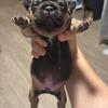 Chocolate Tri fluffy carrier frenchies