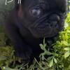 Pug puppies ready in April!