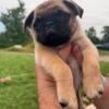 Female Pug Puppy DOB 6/20