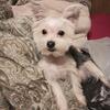 Male shorkie 