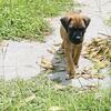 Cane corso puppies