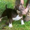 3 male exotic bully puppies looking for there new homes