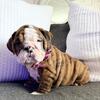 English bulldog
