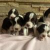 Cutest English Springer Spaniels