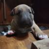 AKC Bull Terrier puppies