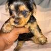 Playful  Yorkie Puppies for sale