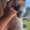 GORGEOUS RAGDOLL KITTENS TXT 980-616-0124