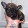 Frenchies For Sale In New York/New Jersey Area