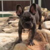 French bulldog puppies for low price