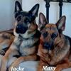 Akc german shepherd puppies