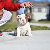 AMERICAN BULLY 