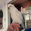 Quaker parrot 