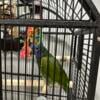 Blue Headed pionus for sale