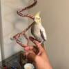 Cockatiel breeding pair