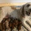 Mini Goldendoodles Various Red and Apricot colors with Abstract Markings 7 Males 4 Females