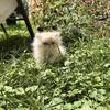 3 Male Persians