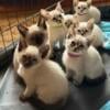 Siamese kittens female litter