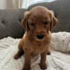 Beautiful puppys Goldendoodles 8 weeks old ready for new home