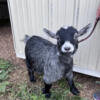 2 registered pygmy goats