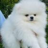 "Adorable White Pomeranian Puppy Available  Your New Fluffy Best Friend