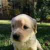 Female AKC Registered Golden Retriever Puppy