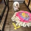 Free 6 yr old female Holland Lop