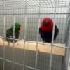 Solomon Island eclectus pair egg laying