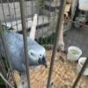 African grey Congo male