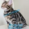 TICA Registered Bengal Kittens