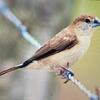 Silver finch