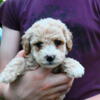 Mini Poodle puppies for sale!