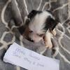 Male Chinese crested hairless puppy 